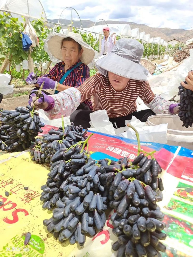 云南蓝宝石葡萄:蓝宝石大量上市需要联系产地