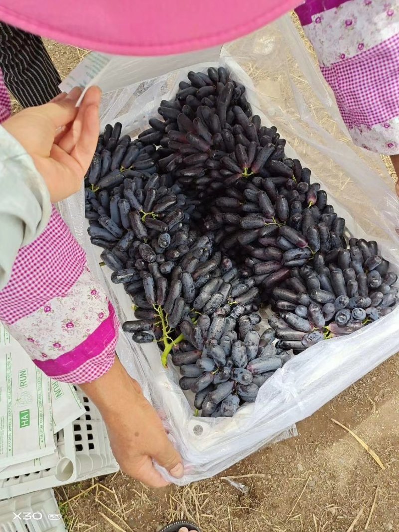 云南蓝宝石葡萄:蓝宝石大量上市需要联系产地