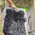 云南蓝宝石葡萄:蓝宝石大量上市需要联系产地