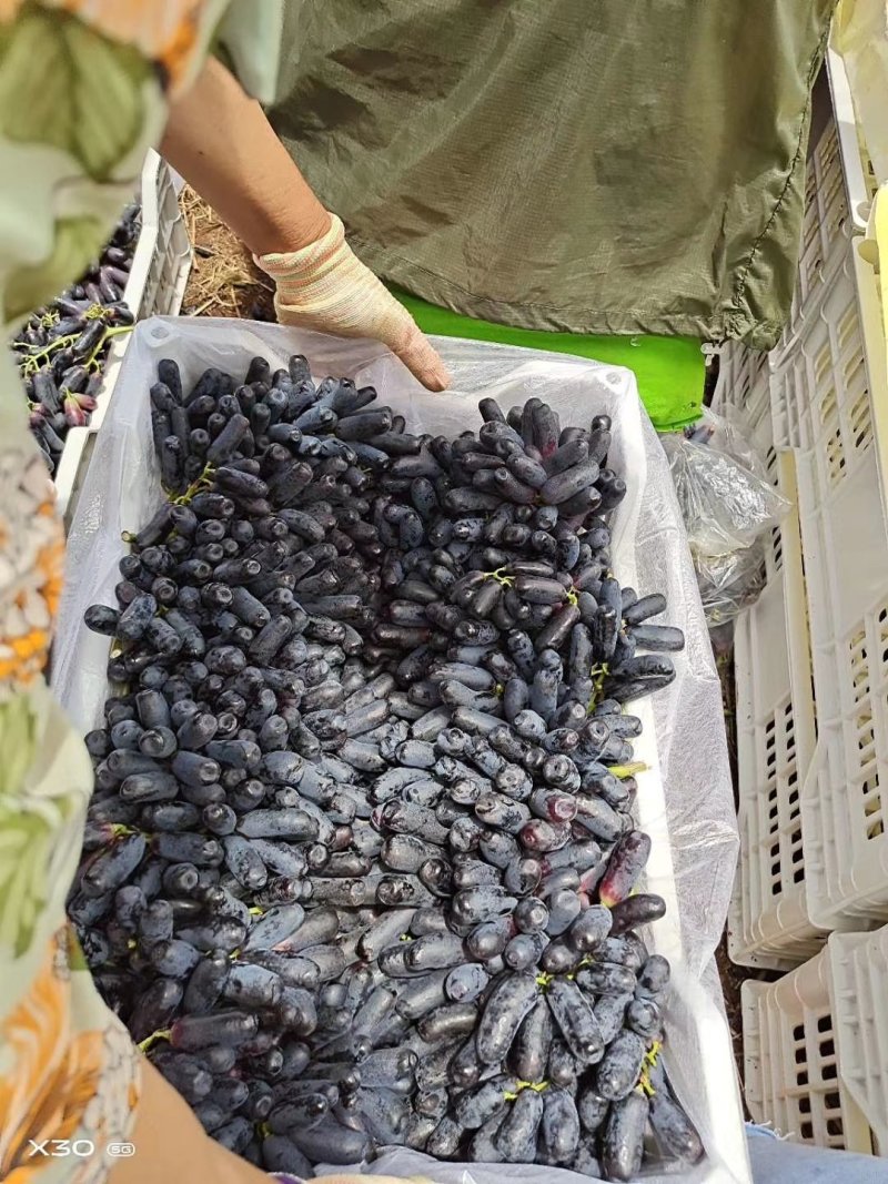 云南蓝宝石葡萄:蓝宝石大量上市需要联系产地