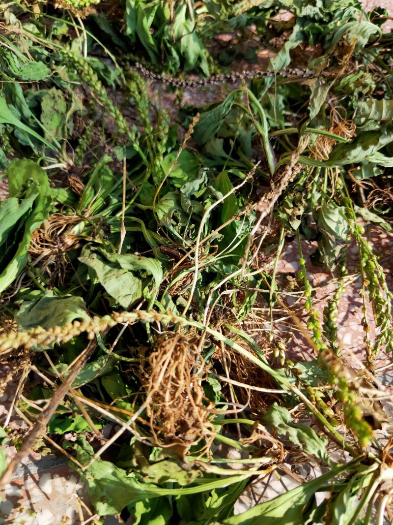 车前草野生蛤蟆衣车轮草鲜货干货自然晒干无硫熏