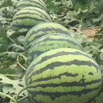 大朋8424，头荏，六斤打底，八成熟，火爆热卖中