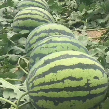 大朋8424，头荏，六斤打底，八成熟，火爆热卖中