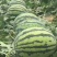 大朋8424，头荏，六斤打底，八成熟，火爆热卖中