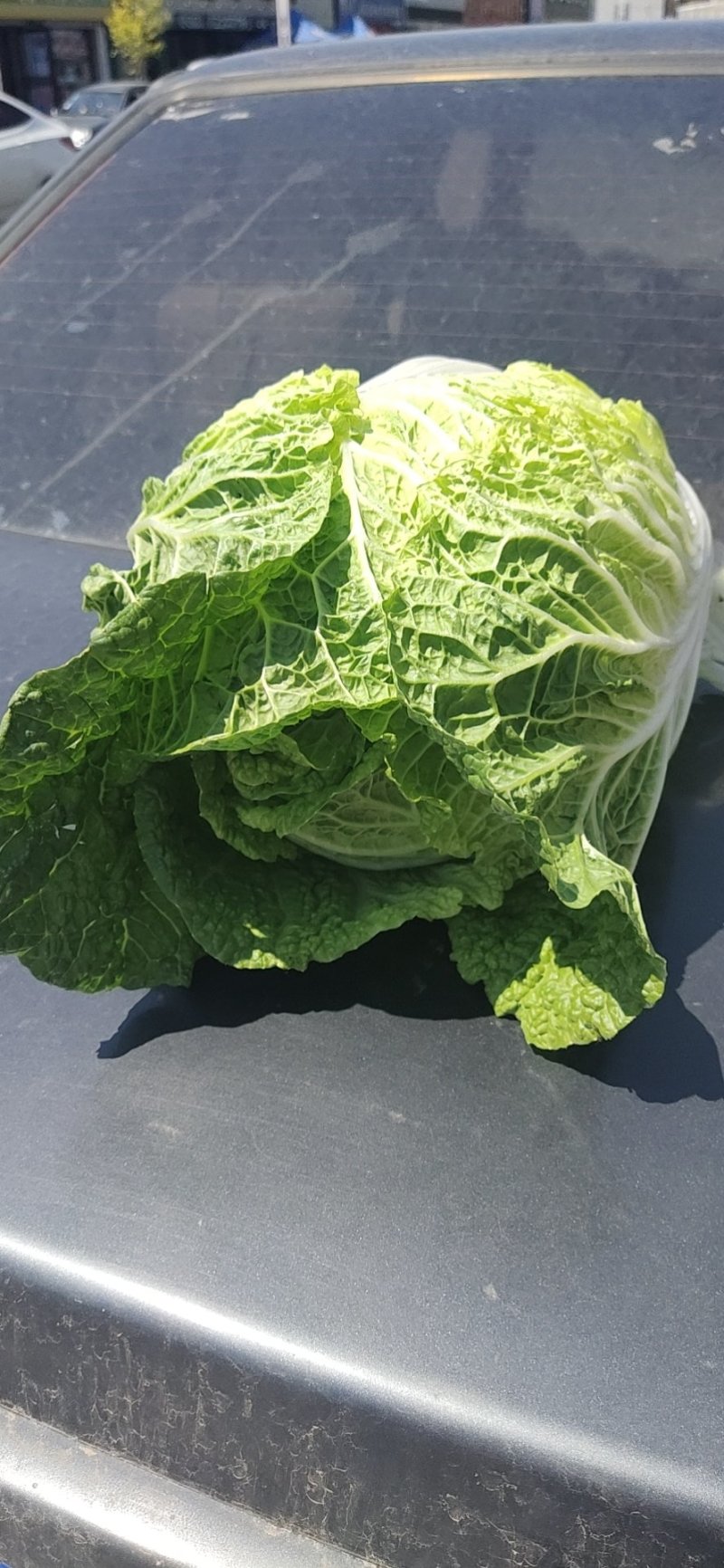 吉林万亩产区白菜种植基地质量好无从眼无腐烂一次合作终身朋