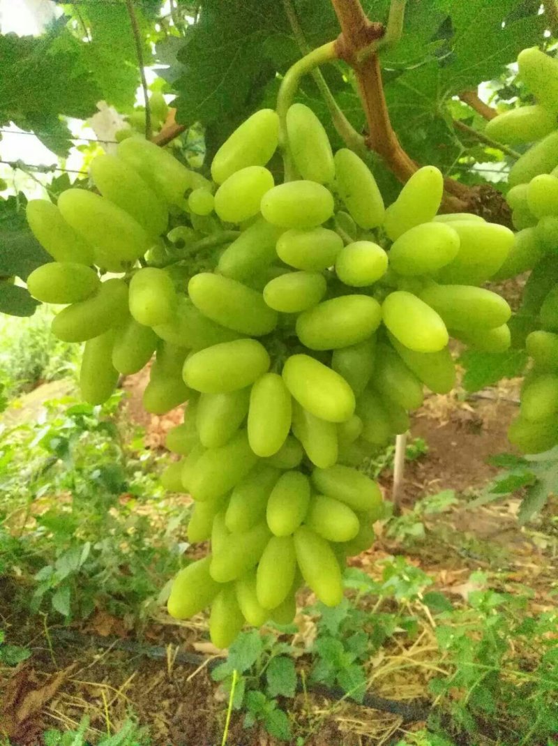 无核青提白鸡心青提葡萄云南白鸡心葡萄产地代办
