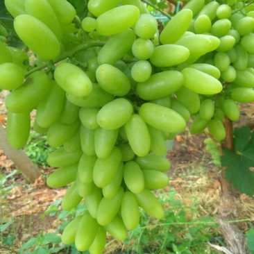 无核青提白鸡心青提葡萄云南白鸡心葡萄产地代办