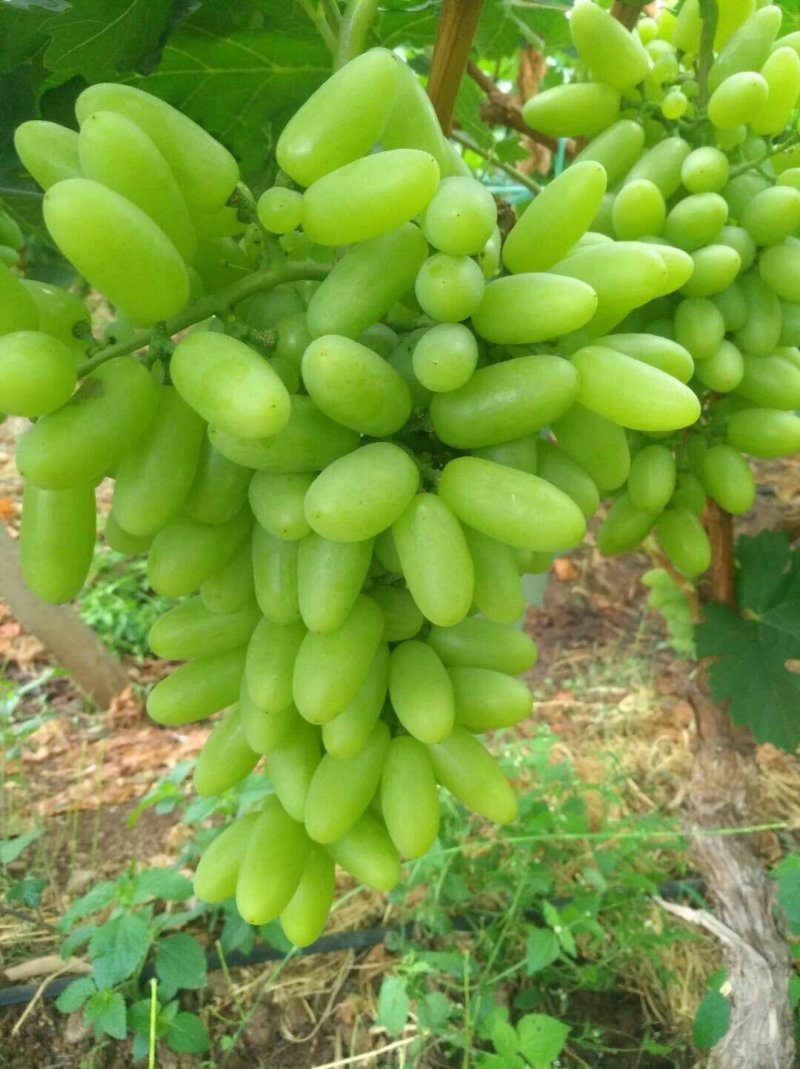 无核青提白鸡心青提葡萄云南白鸡心葡萄产地代办