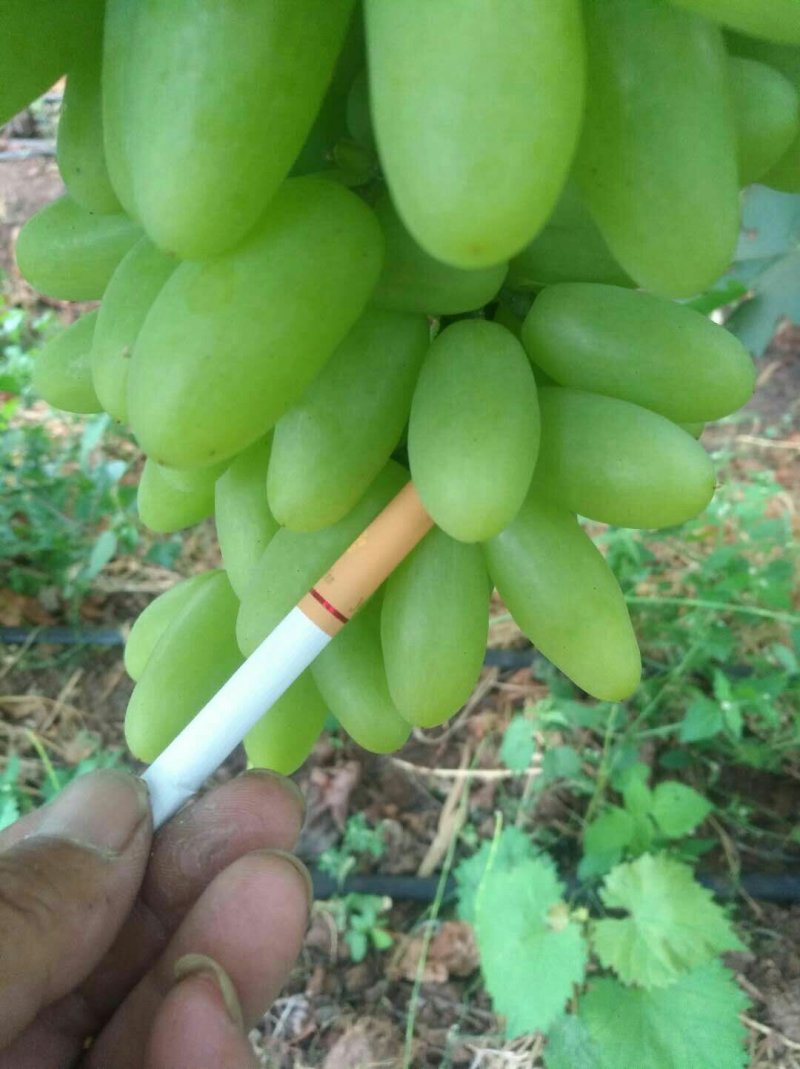 无核青提白鸡心青提葡萄云南白鸡心葡萄产地代办