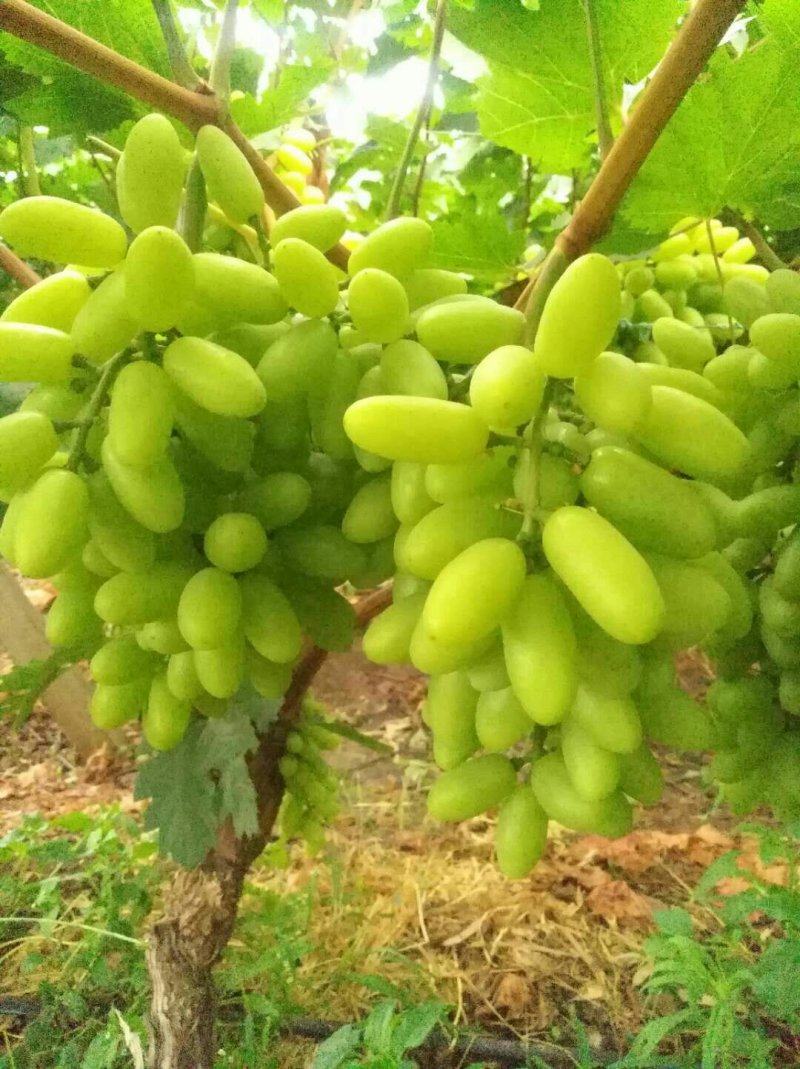 无核青提白鸡心青提葡萄云南白鸡心葡萄产地代办