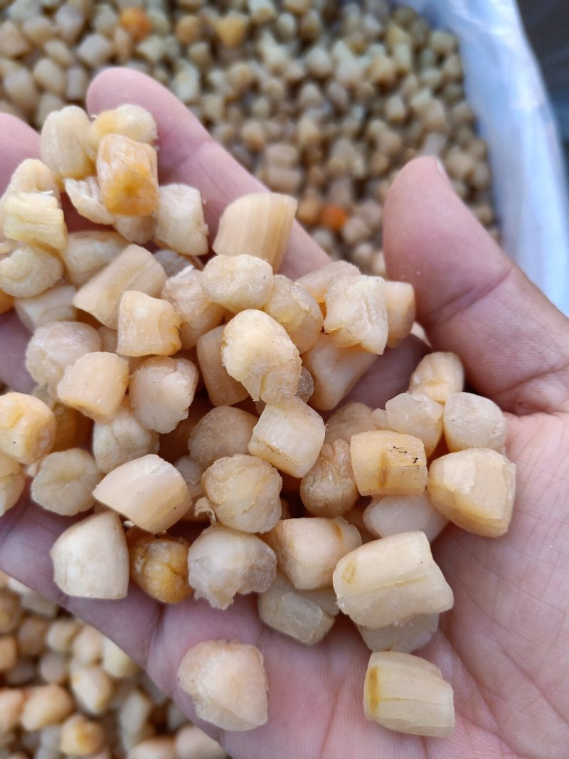 扇贝柱盐干淡干都有大量现货批发不包邮