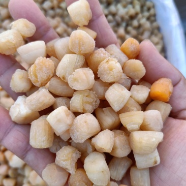 扇贝柱盐干淡干都有大量现货批发不包邮