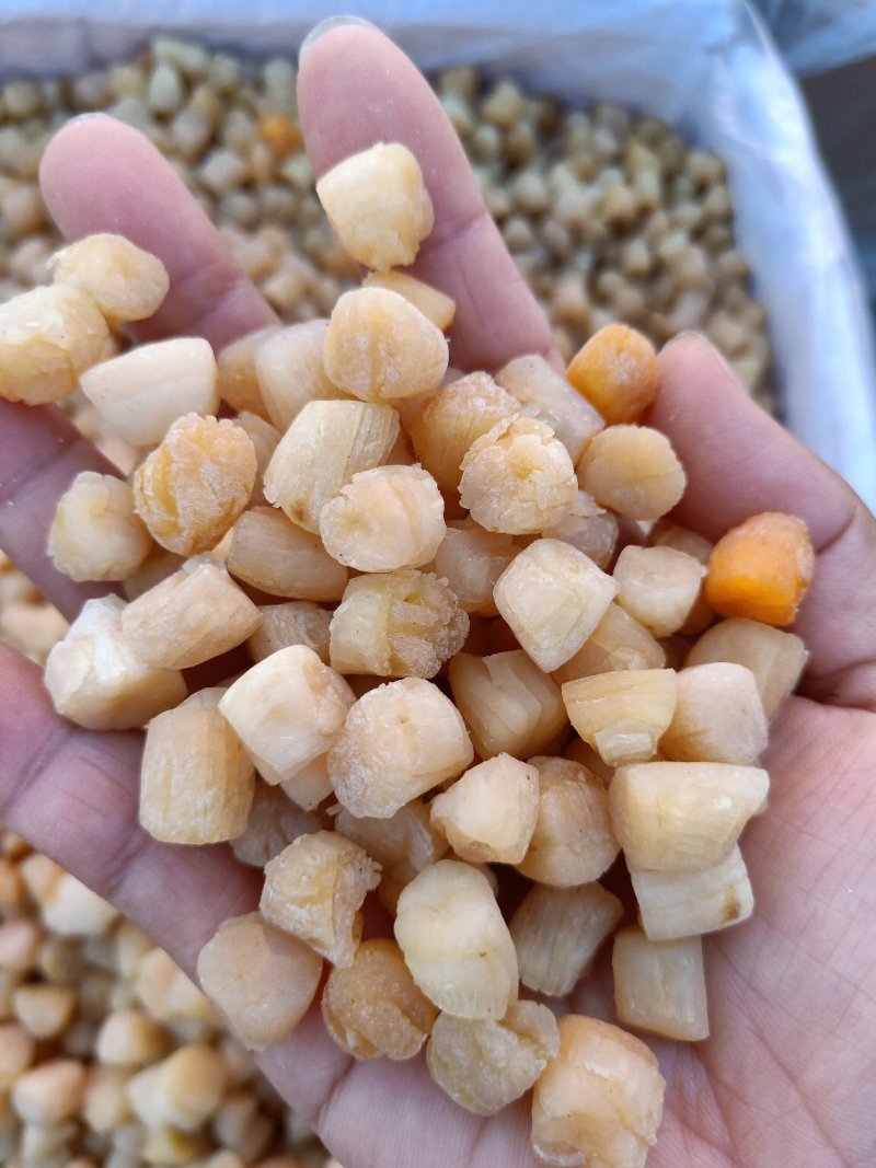 扇贝柱盐干淡干都有大量现货批发不包邮