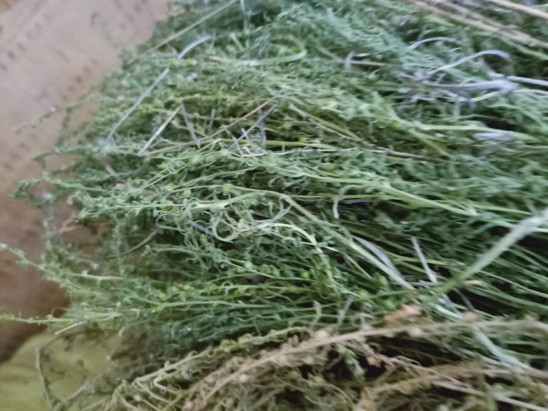 麦黄草陕西高含量产地直销