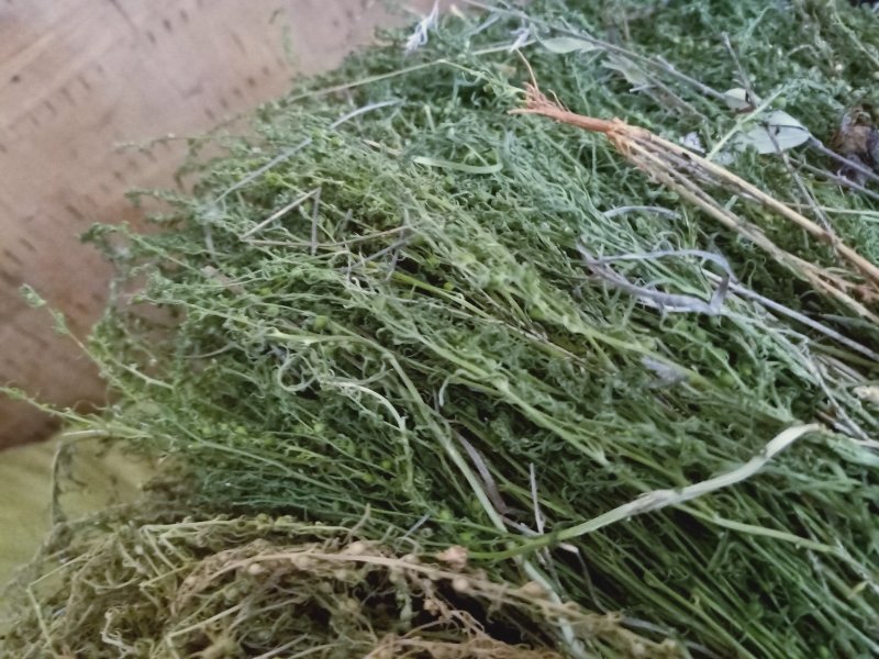 麦黄草陕西高含量产地直销