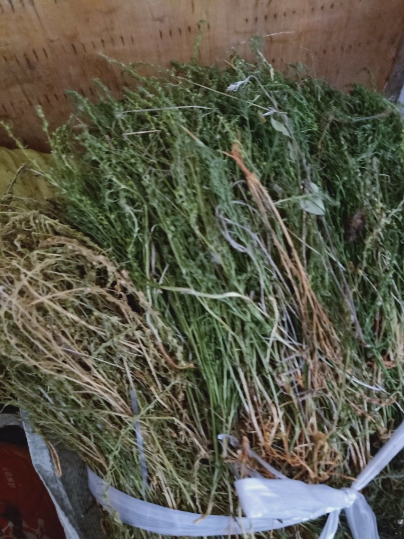 麦黄草陕西高含量产地直销