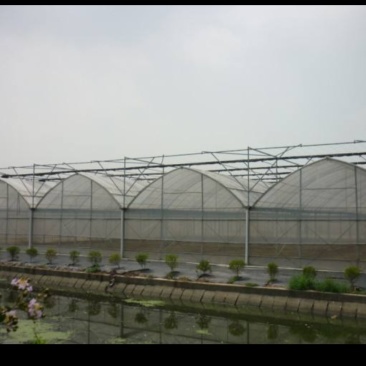 土地，连体大棚，连栋温室，81L大棚，每亩7百元，