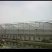 土地，连体大棚，连栋温室，81L大棚，每亩7百元，