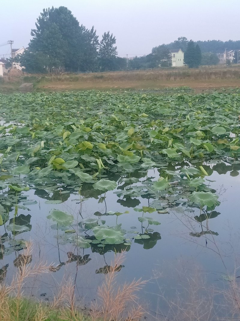 土地，连体大棚，连栋温室，81L大棚，每亩7百元，