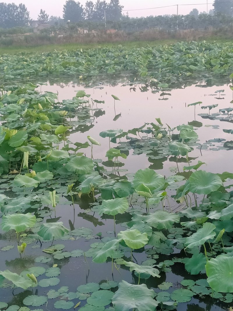 土地，连体大棚，连栋温室，81L大棚，每亩7百元，