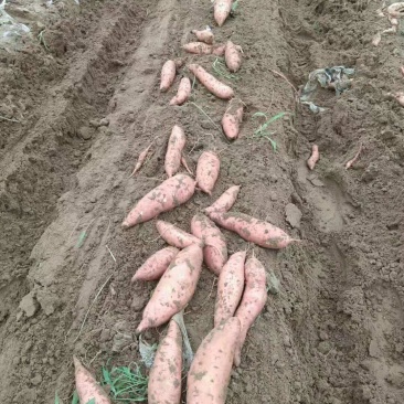保定红薯沙地红薯，不沾土，无虫眼，货源充足，现摘现装