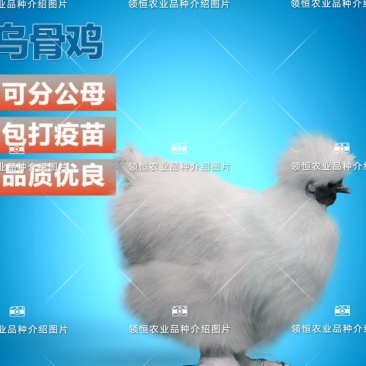 竹西鸡苗乌骨鸡苗【提供产、供、销一条龙服务】