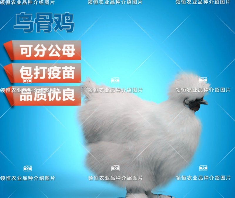 竹西鸡苗乌骨鸡苗【提供产、供、销一条龙服务】