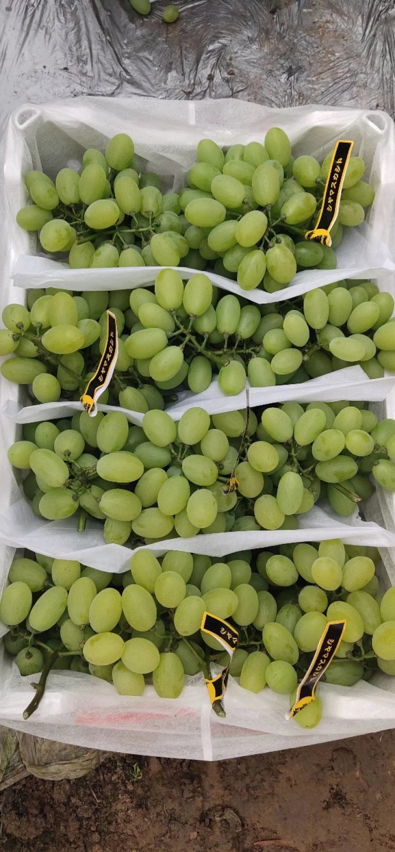 精品维多利亚大量上市，串行好，颗粒大，口感好