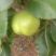 早酥梨