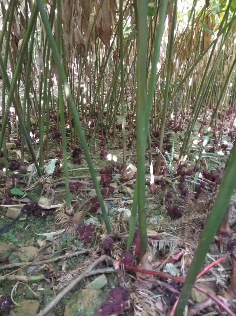 野生砂仁每年9月到十月份都有货需要的老板联系我。