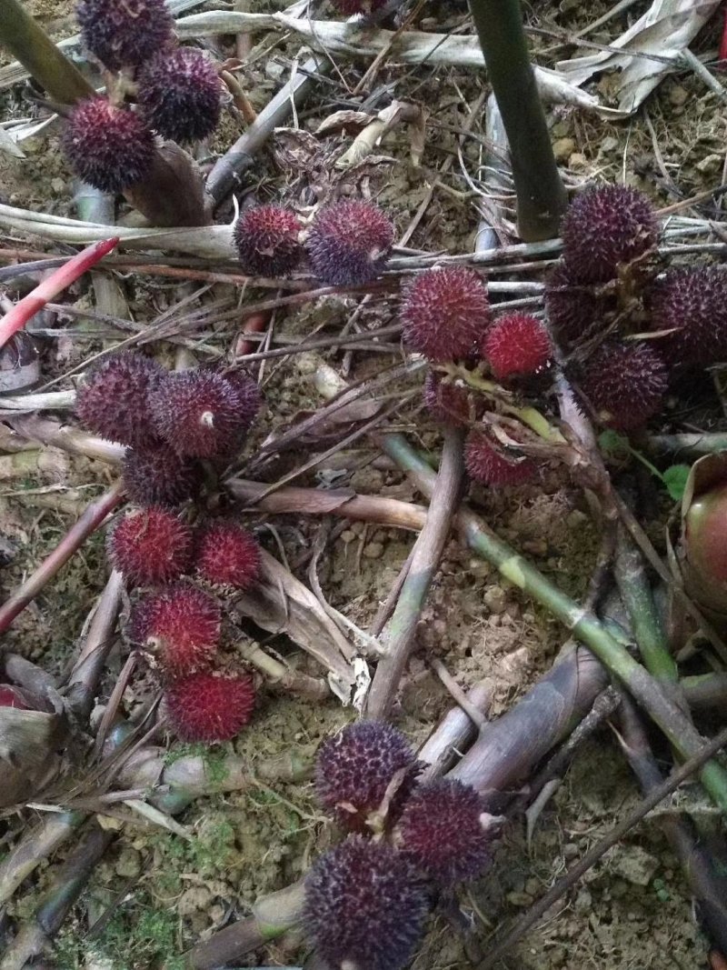 野生砂仁每年9月到十月份都有货需要的老板联系我。