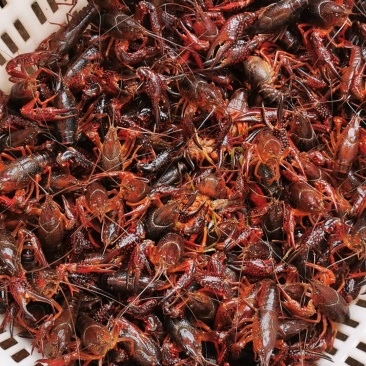 精品湖虾