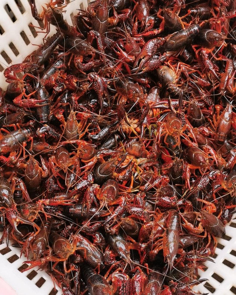精品湖虾