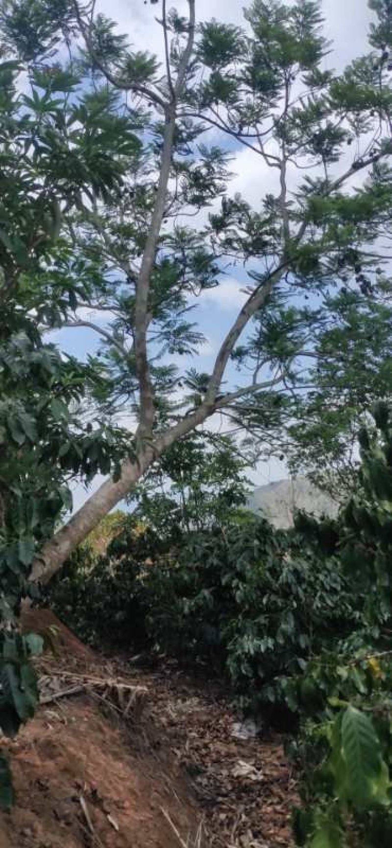 蓝花楹