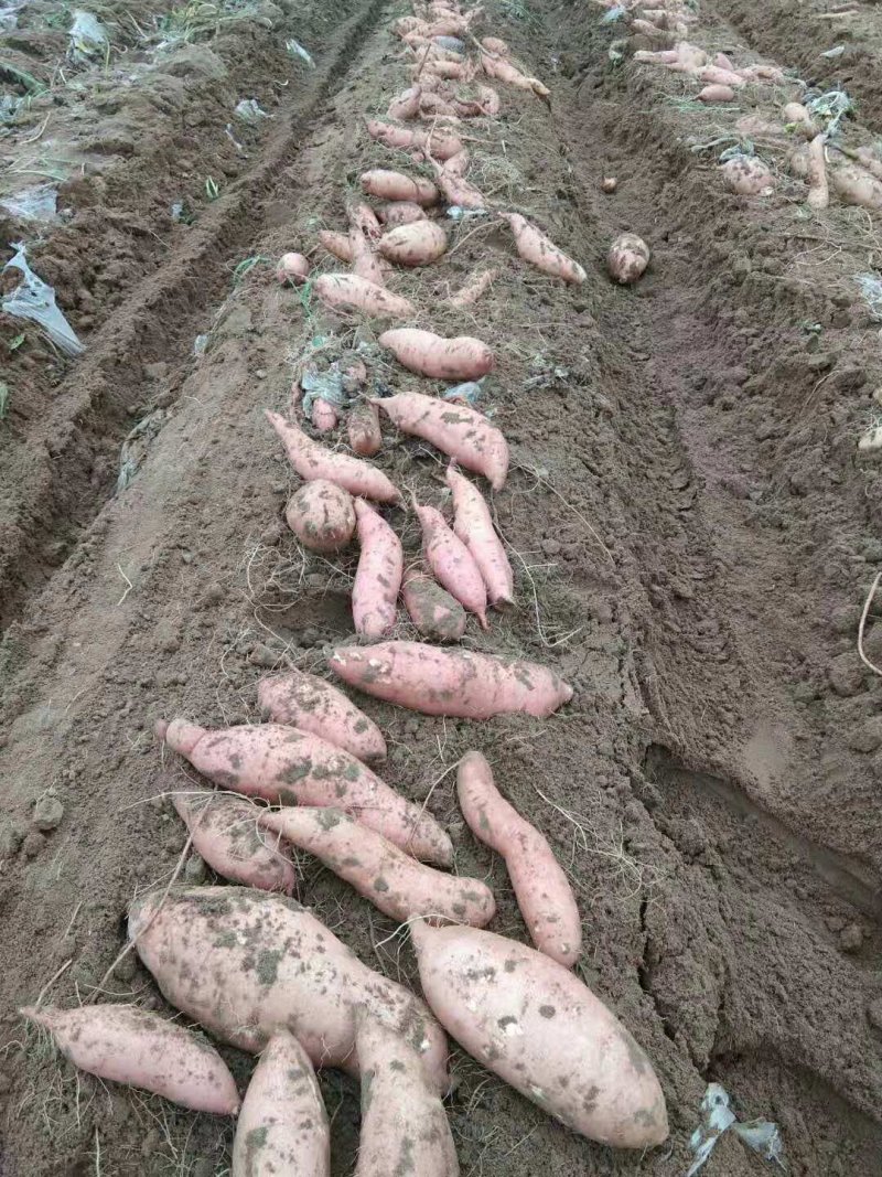 大量出售，沙地红薯，不沾土，无虫眼，干面甜，质量好，