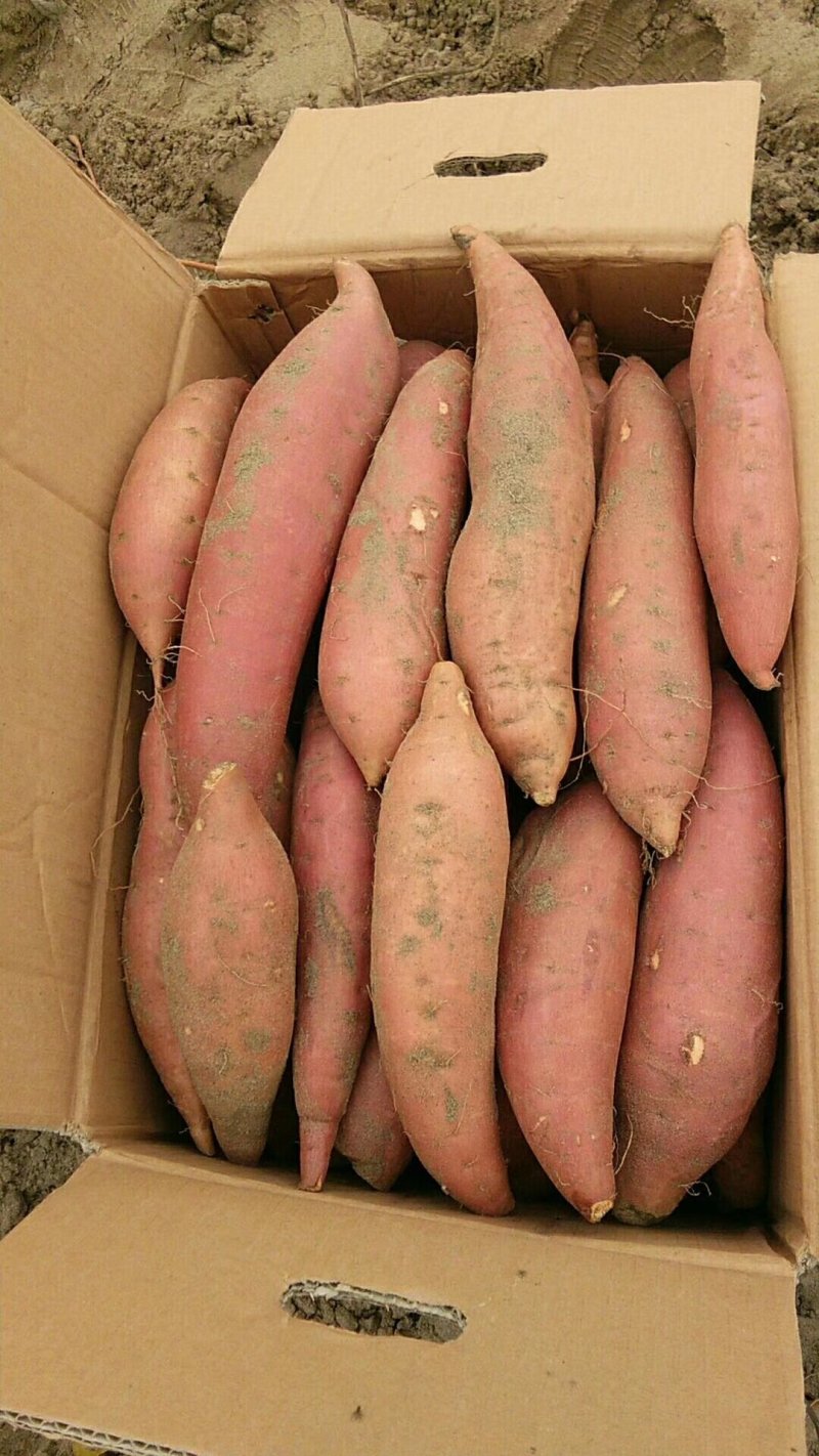 大量出售，沙地红薯，不沾土，无虫眼，干面甜，质量好，