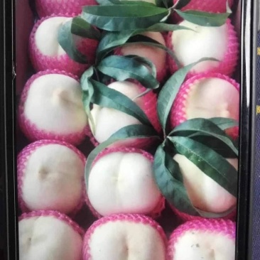 大果白如玉桃树苗，河南商丘美图果树苗木基地直接发货