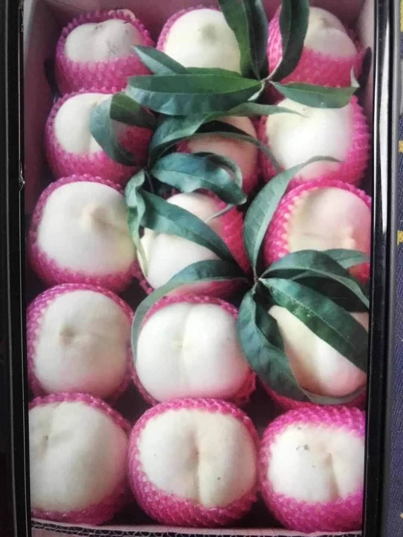 大果白如玉桃树苗，河南商丘美图果树苗木基地直接发货