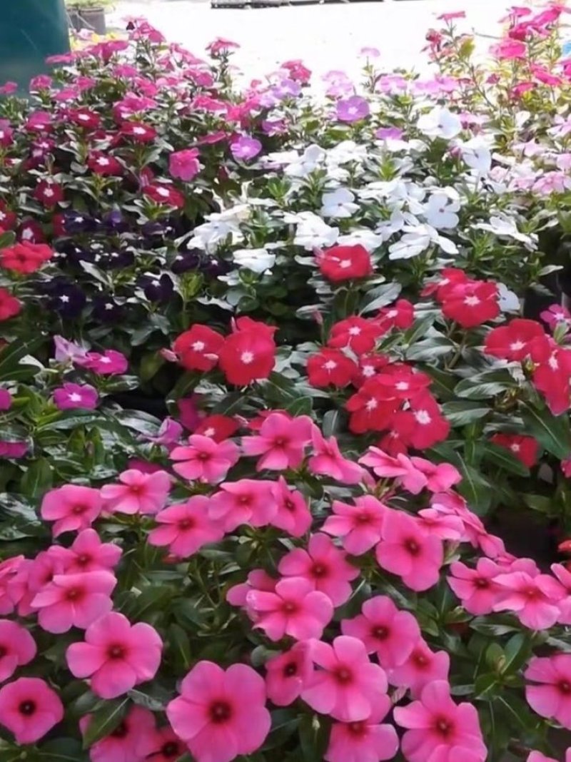 长春花种子天天开花籽四季播种
