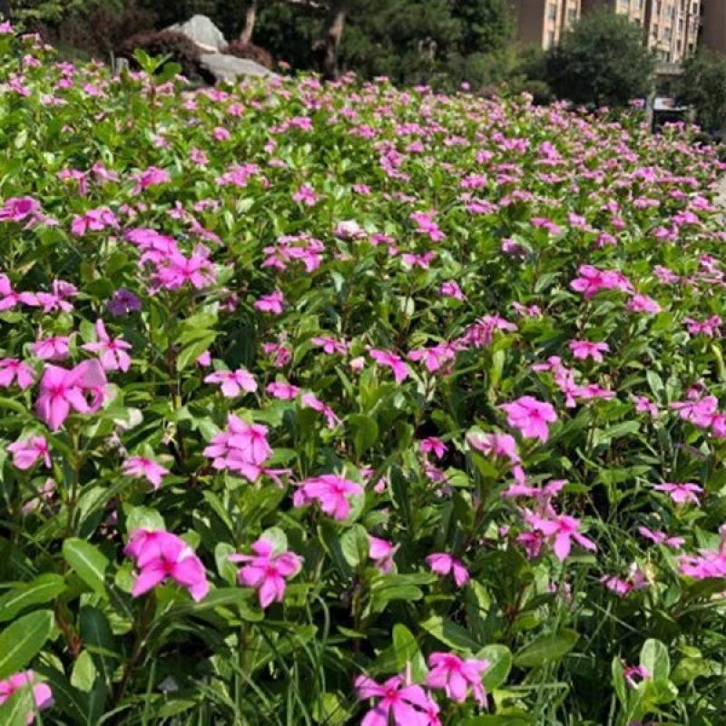 长春花种子天天开花籽四季播种