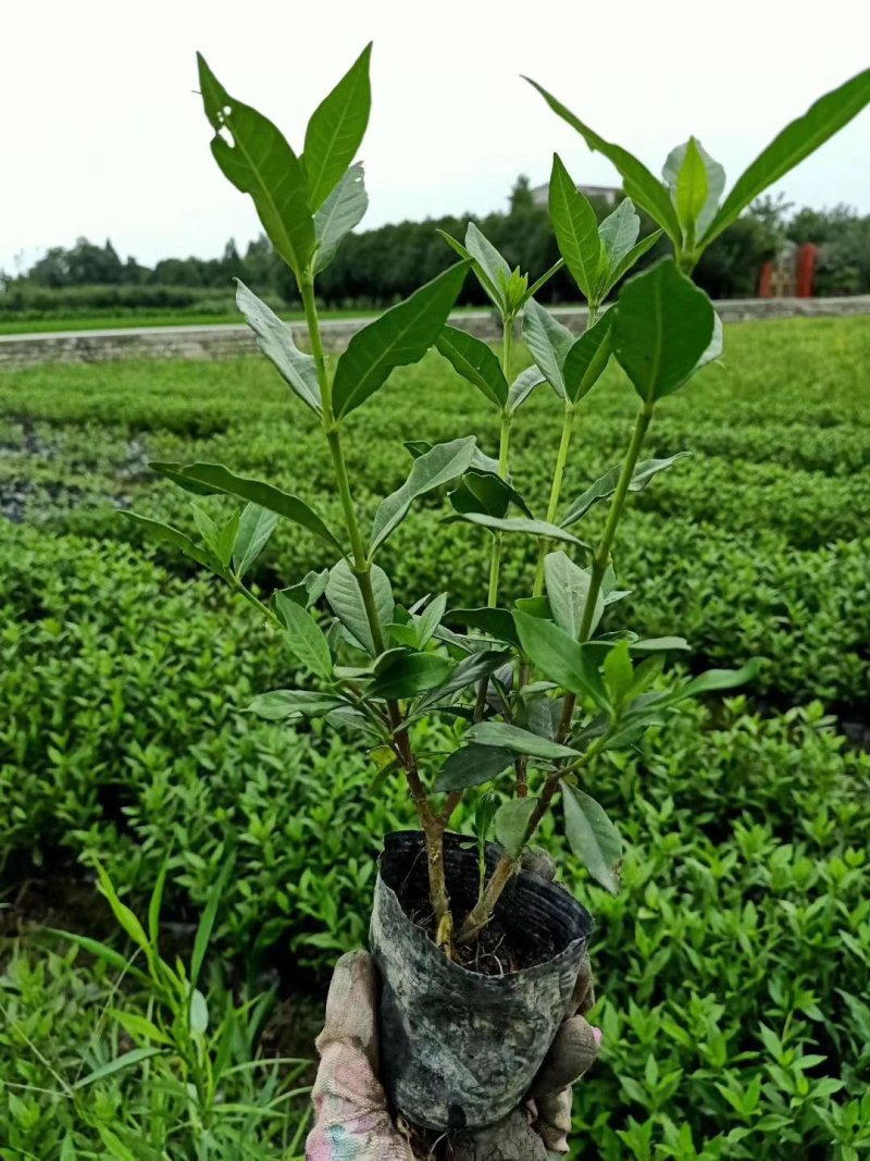 二叶栀子花小叶栀子栀子花杯苗/地苗出售四川成都货源