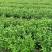 二叶栀子花小叶栀子栀子花杯苗/地苗出售四川成都货源