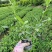 二叶栀子花小叶栀子栀子花杯苗/地苗出售四川成都货源