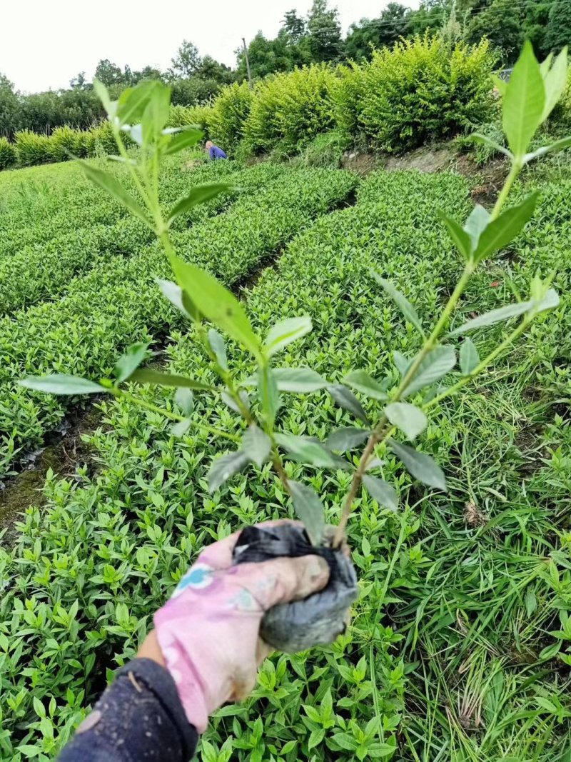 二叶栀子花小叶栀子栀子花杯苗/地苗出售四川成都货源