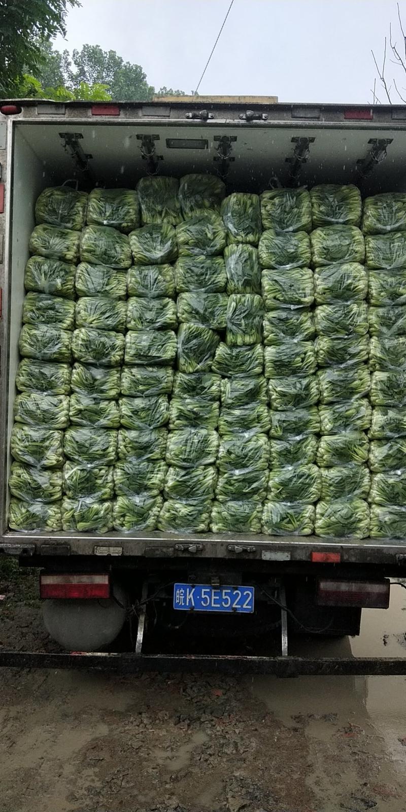 食品厂加工菜现货供应上海青小油菜万亩基地代收电商平台