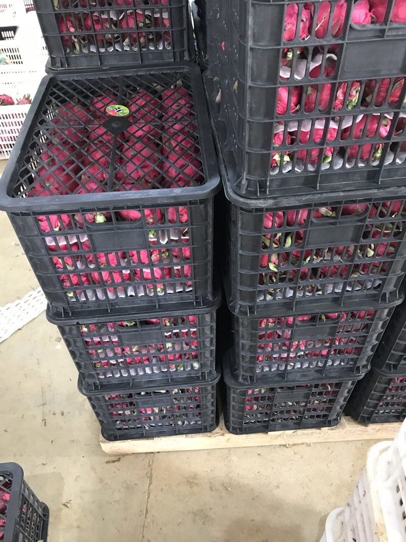 金都一号，红宝龙，大量上市中