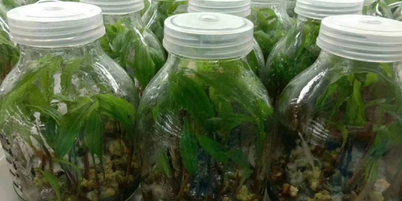 毛慈菇，山慈菇，组培苗驯化苗野生都有苗，可以实地看货