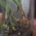 毛慈菇，山慈菇，组培苗驯化苗野生都有苗，可以实地看货