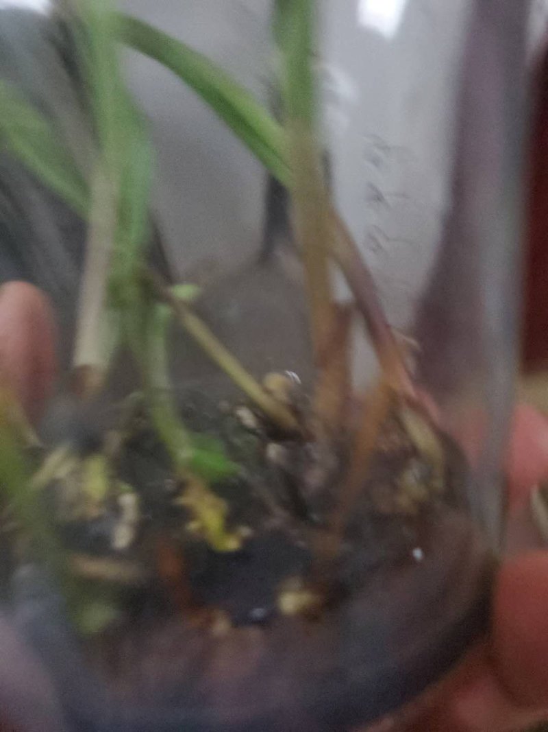 毛慈菇，山慈菇，组培苗驯化苗野生都有苗，可以实地看货