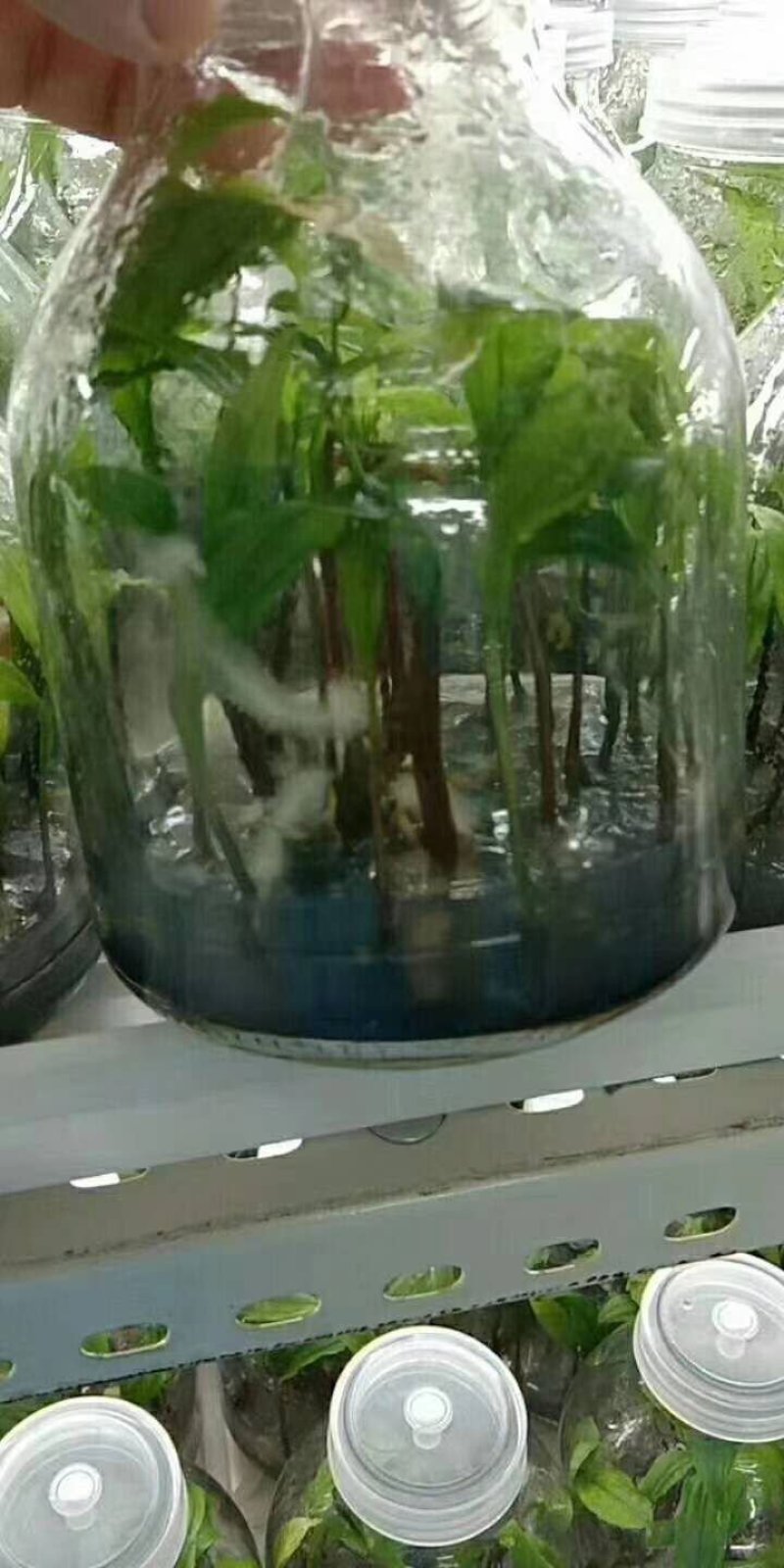 毛慈菇，山慈菇，组培苗驯化苗野生都有苗，可以实地看货
